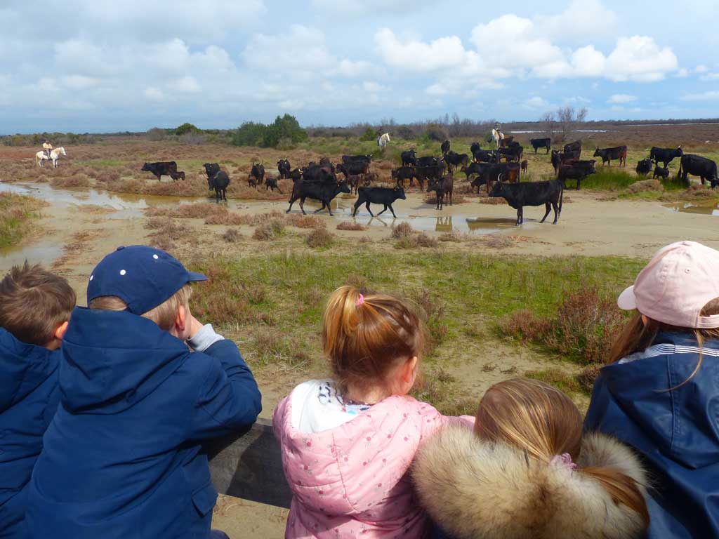 manade-raynaud-elevage-taureaux-camarguais-courses-camarguaises-ferrades-visite-repas-traditionnel-balade-gardianne-equitation-saintes-maries-mer-bouche-du-rhone-scolaire